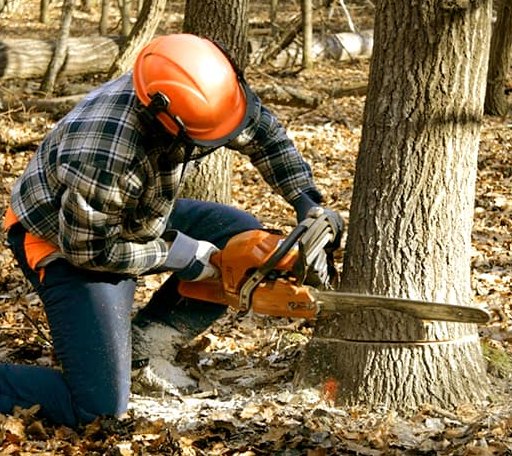 Tree Removal in Angwin, CA